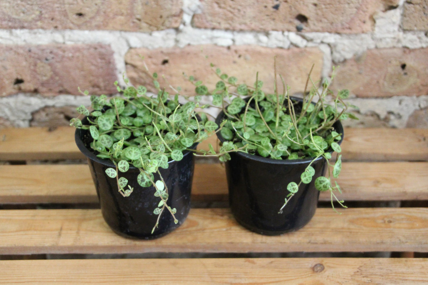 Peperomia Prostrata 'String of Turtles'