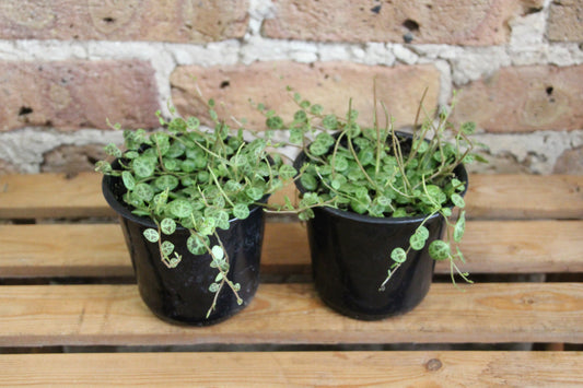 Peperomia Prostrata 'String of Turtles'
