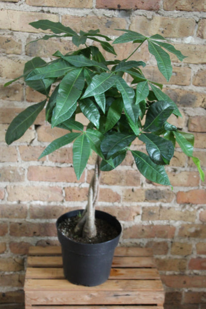 call money tree Money Tree – Chicago Plants