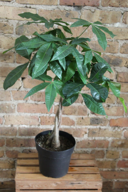 Money Tree