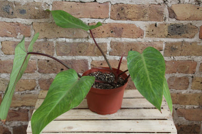 Philodendron Painted Lady