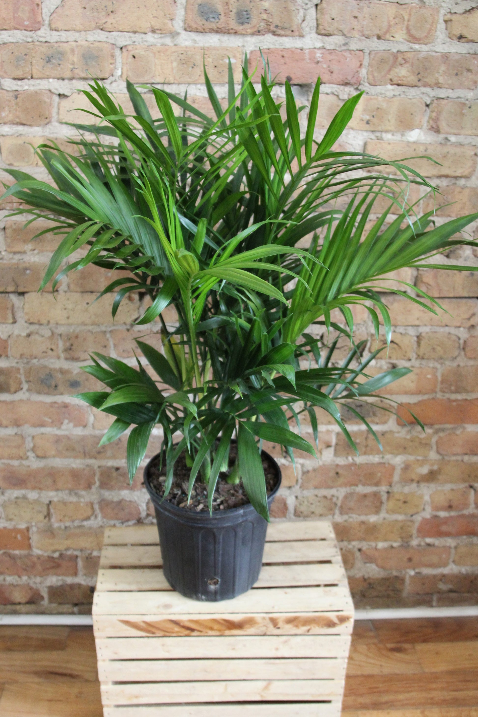 chamaedorea palm cats Chamaedorea 'Cat Palm' – Chicago Plants