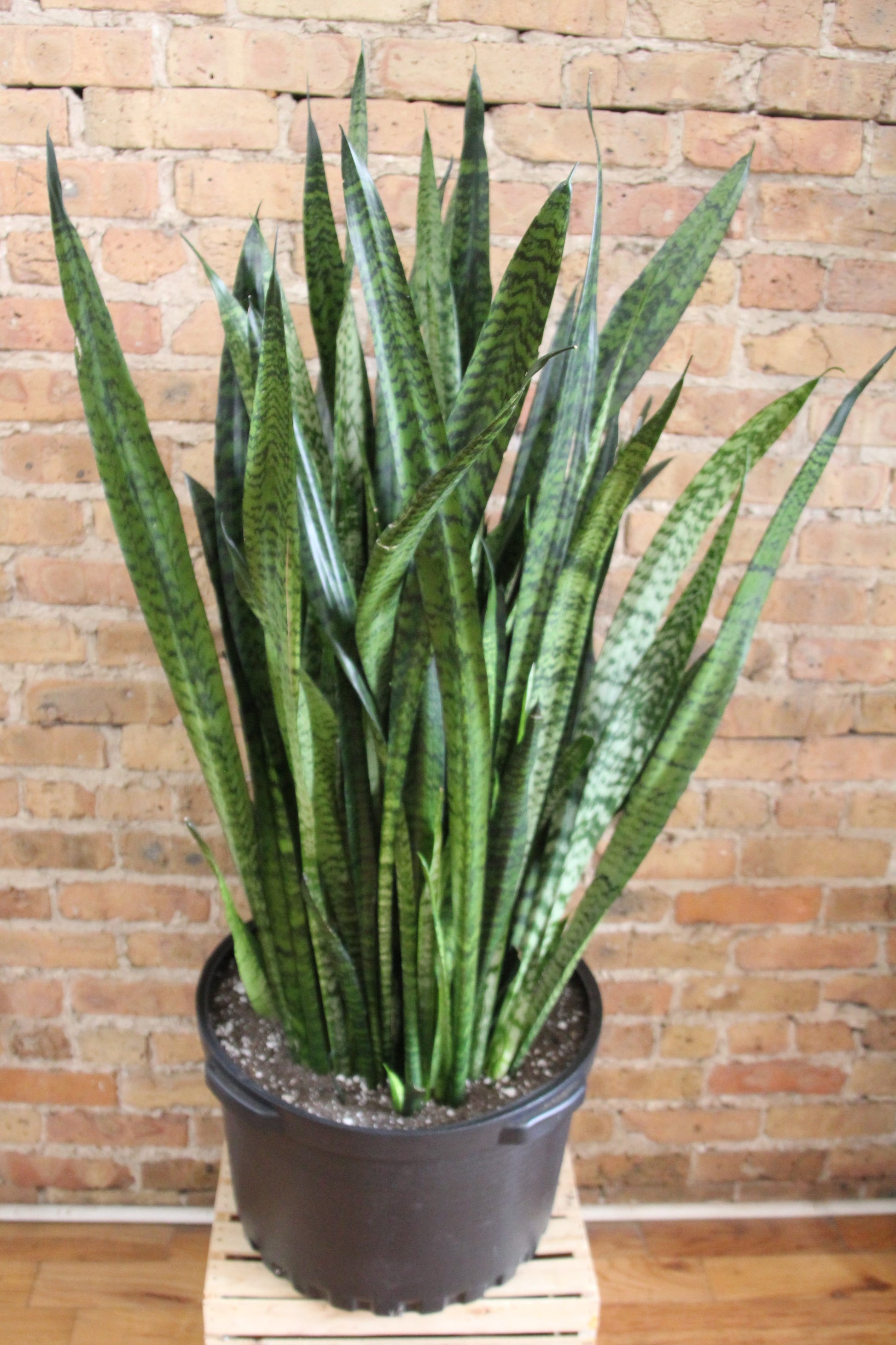 sansevieria mediopicta Sansevieria Zeylanica 'Wintergreen' – Chicago Plants