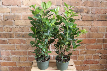 Ficus Moclame 'Danielle'