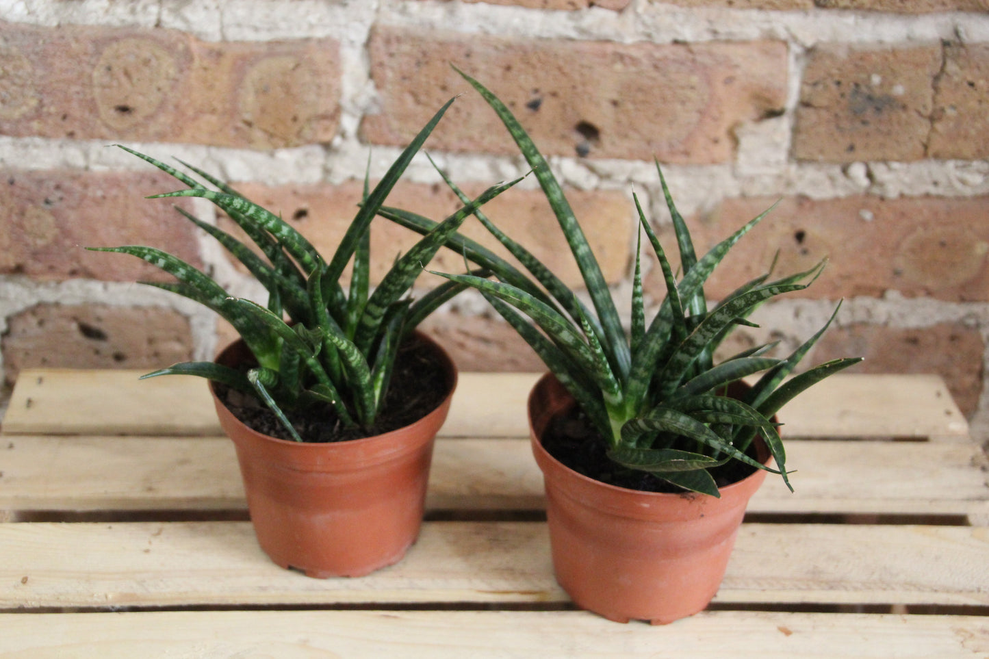 Sansevieria Fernwood