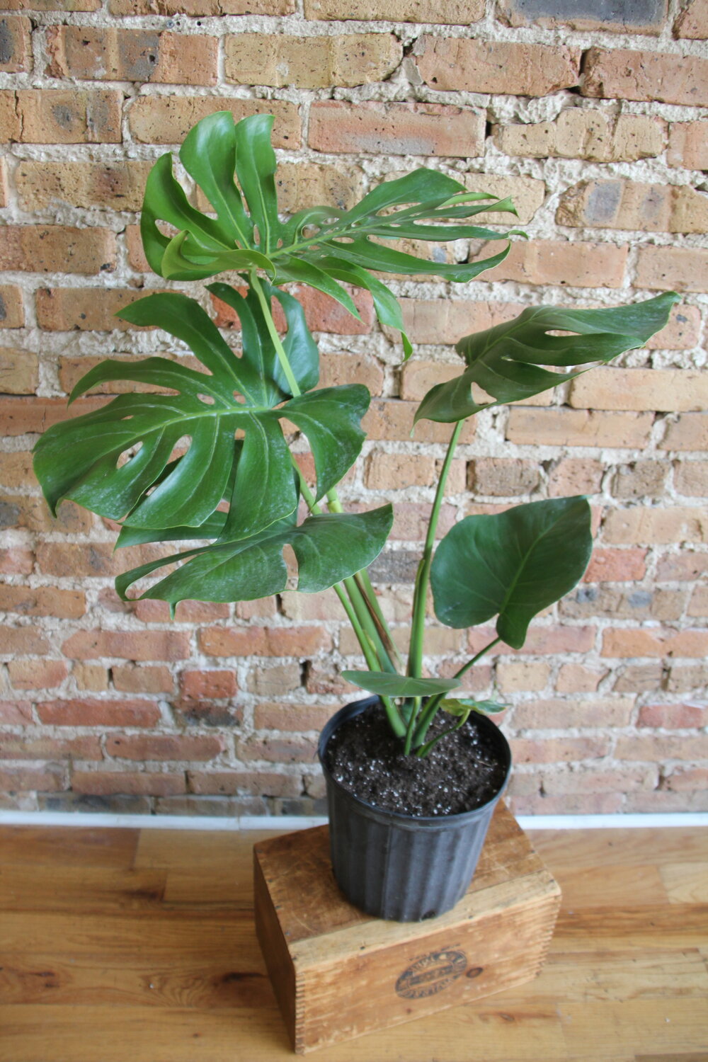 Philodendron Monstera Deliciosa