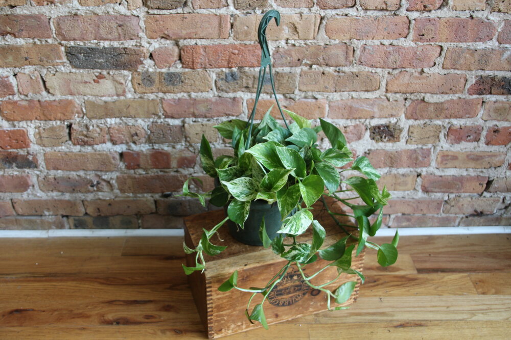 marble queen pothos hanging Pothos Marble Queen – Chicago Plants