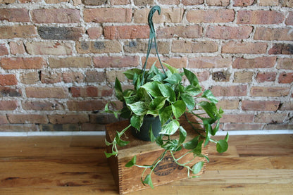 Pothos Marble Queen