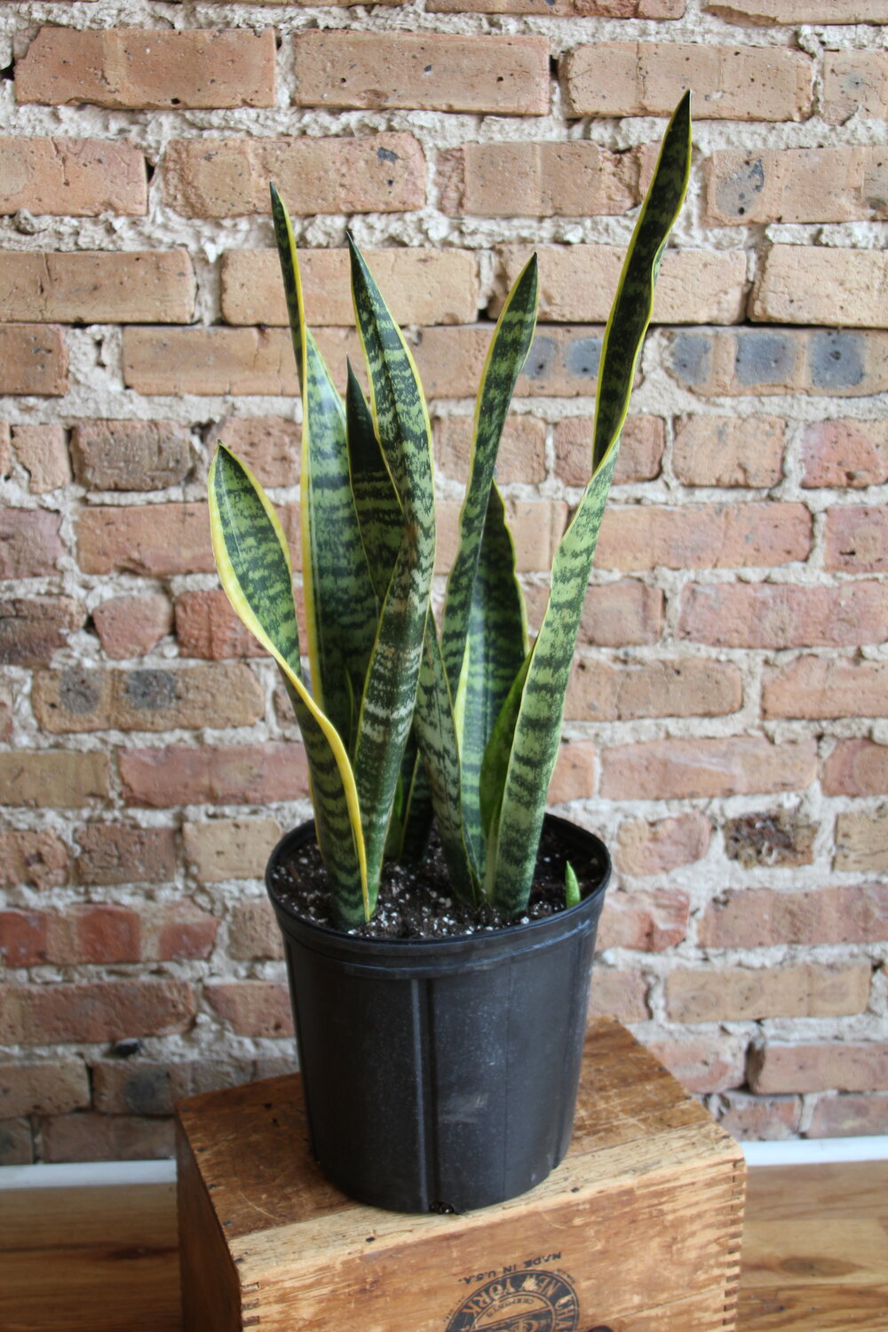 Sansevieria Laurentii