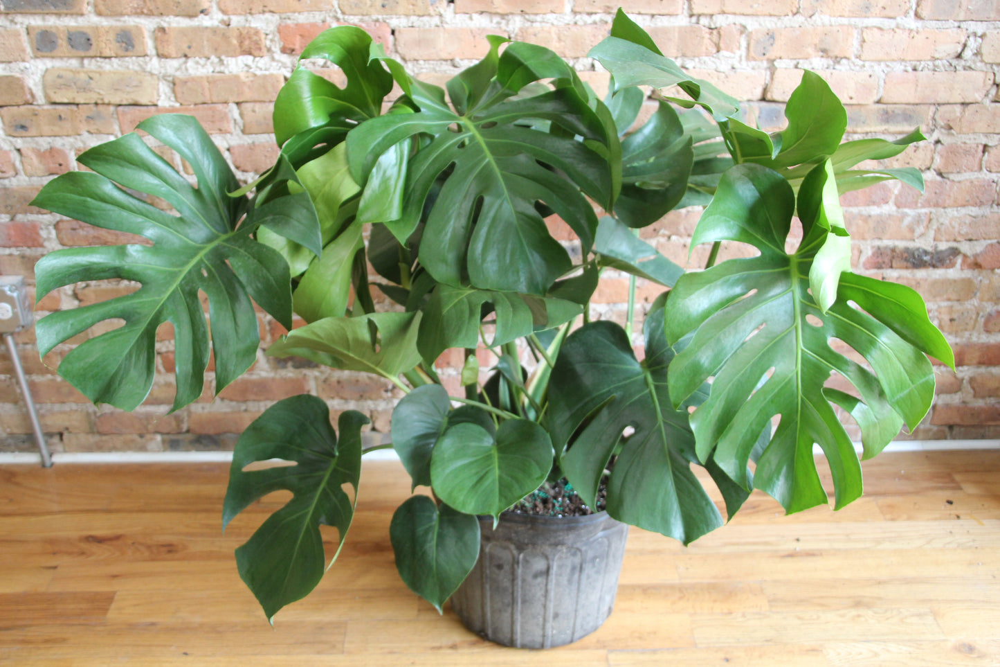 Philodendron Monstera Deliciosa