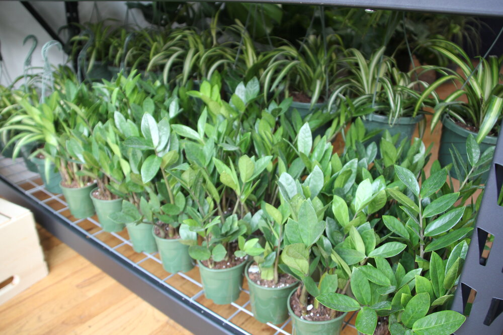 ZZ Plant
