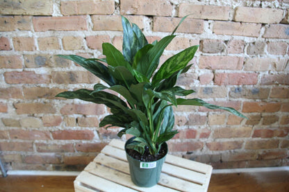 Aglaonema Maria