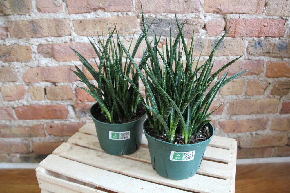 Sansevieria Fernwood