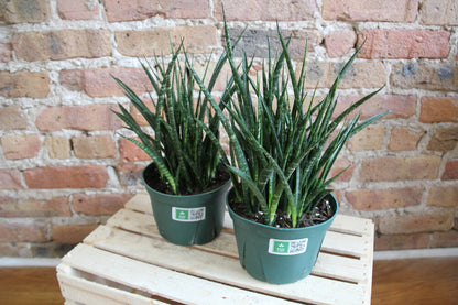 Sansevieria Fernwood