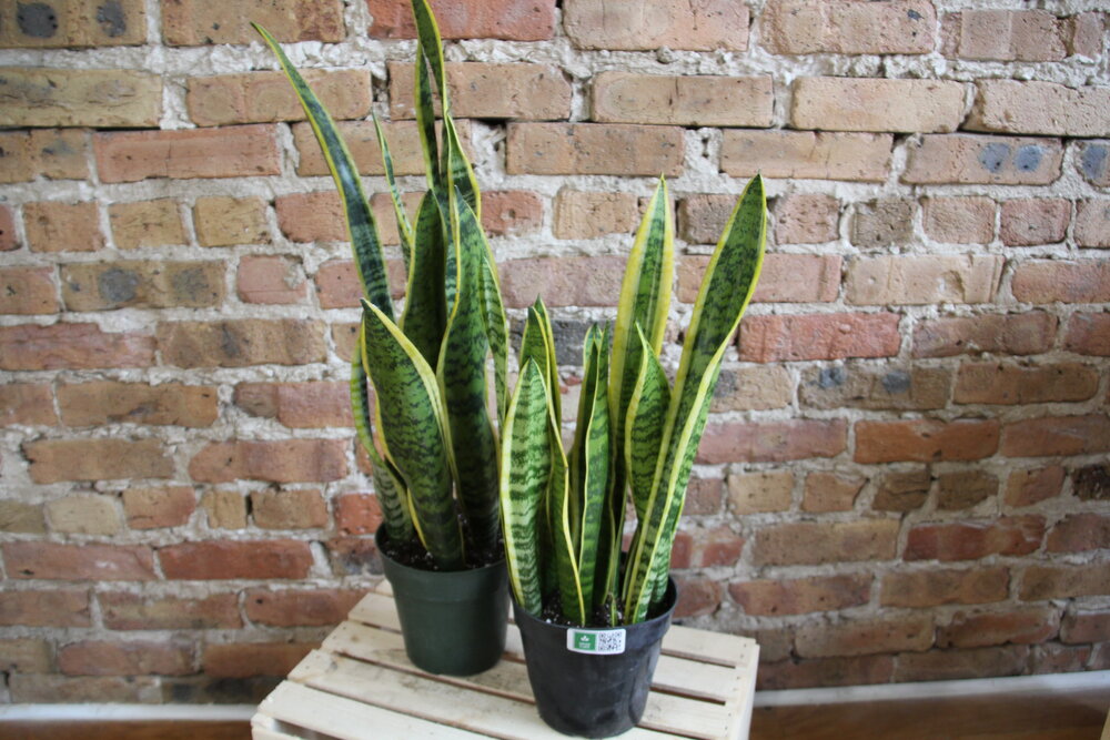Sansevieria Laurentii