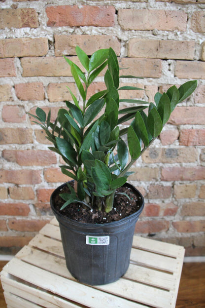 ZZ Plant