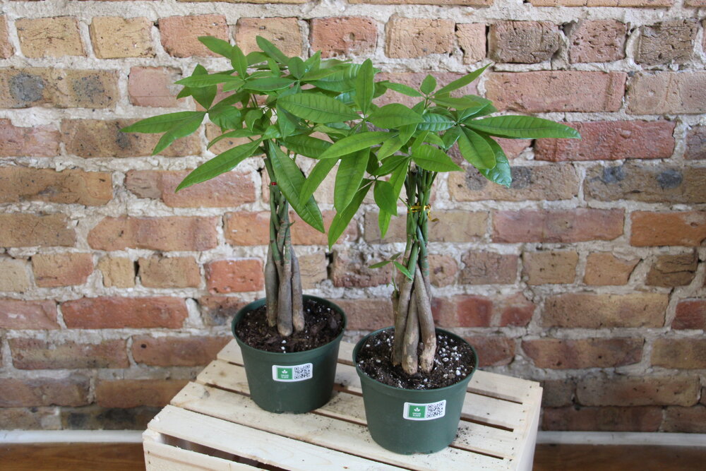 Money Tree