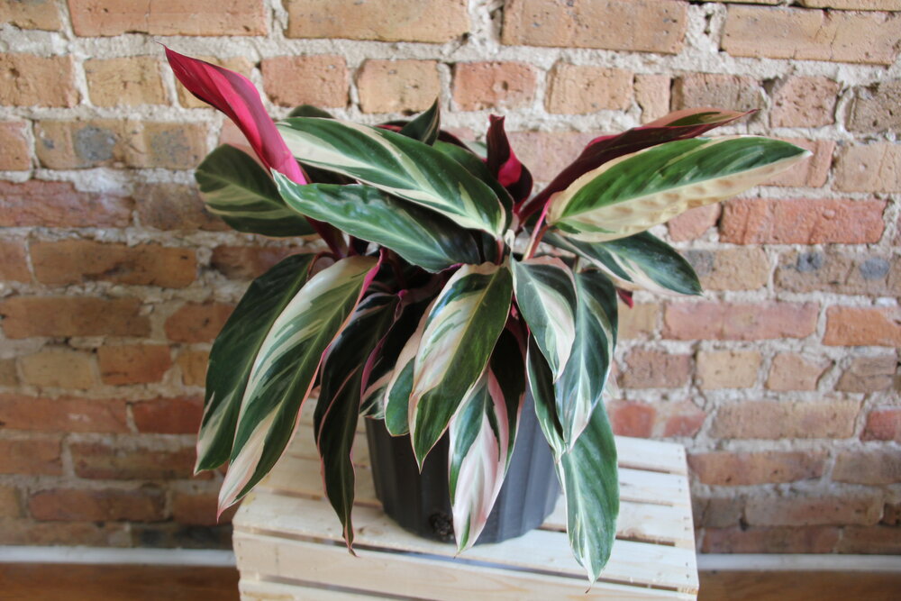 Stromanthe Triostar