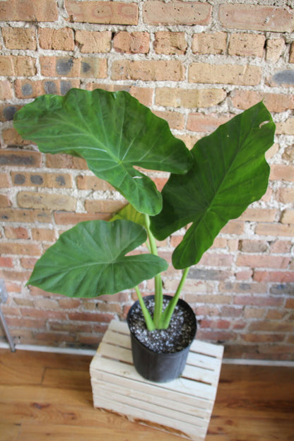 Alocasia Calidora 'Elephant Ear'