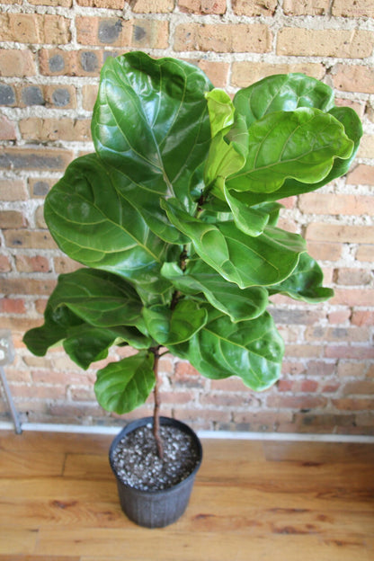 Ficus Lyrata 'Fiddle Leaf Fig'