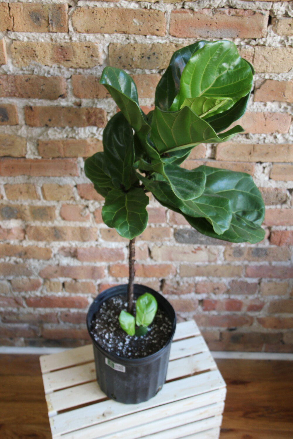 Ficus Lyrata 'Fiddle Leaf Fig'