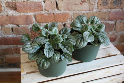 Peperomia Frost