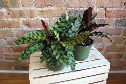 Calathea Lancifolia