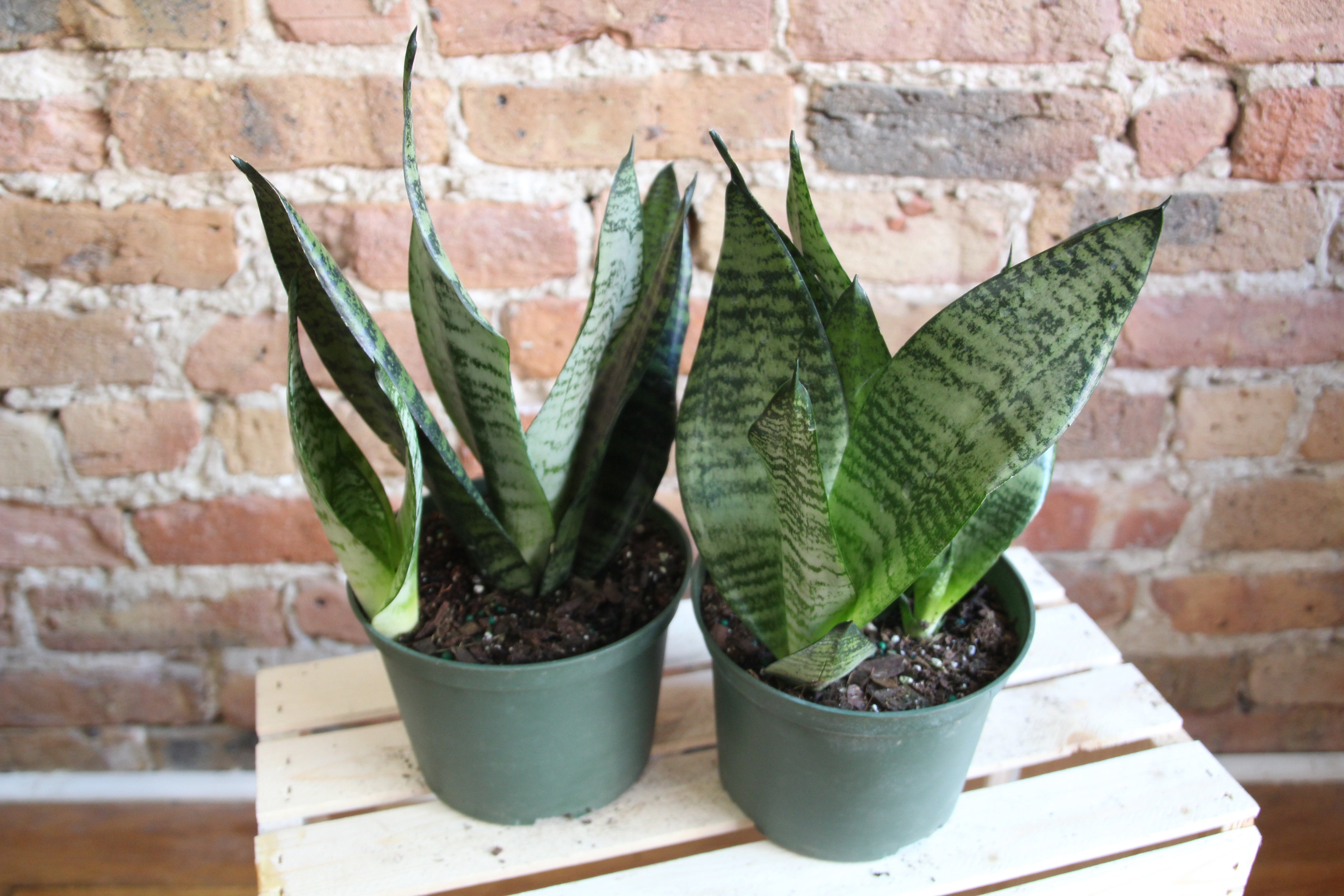 Sansevieria Zeylanica 'Wintergreen' Chicago Plants