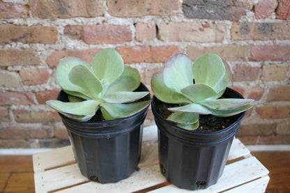 Kalanchoe