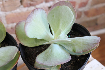 Kalanchoe