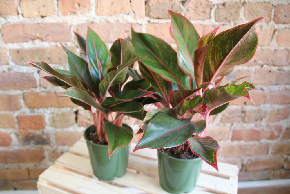 Aglaonema Siam Red