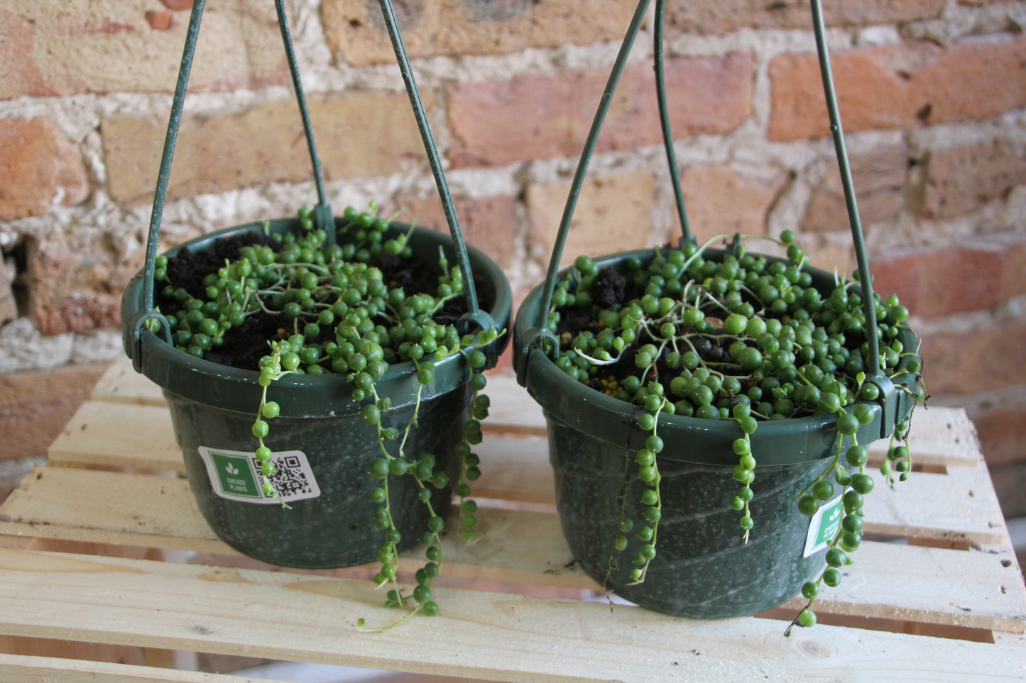 Senecio Rowleyanus 'String of Pearls'