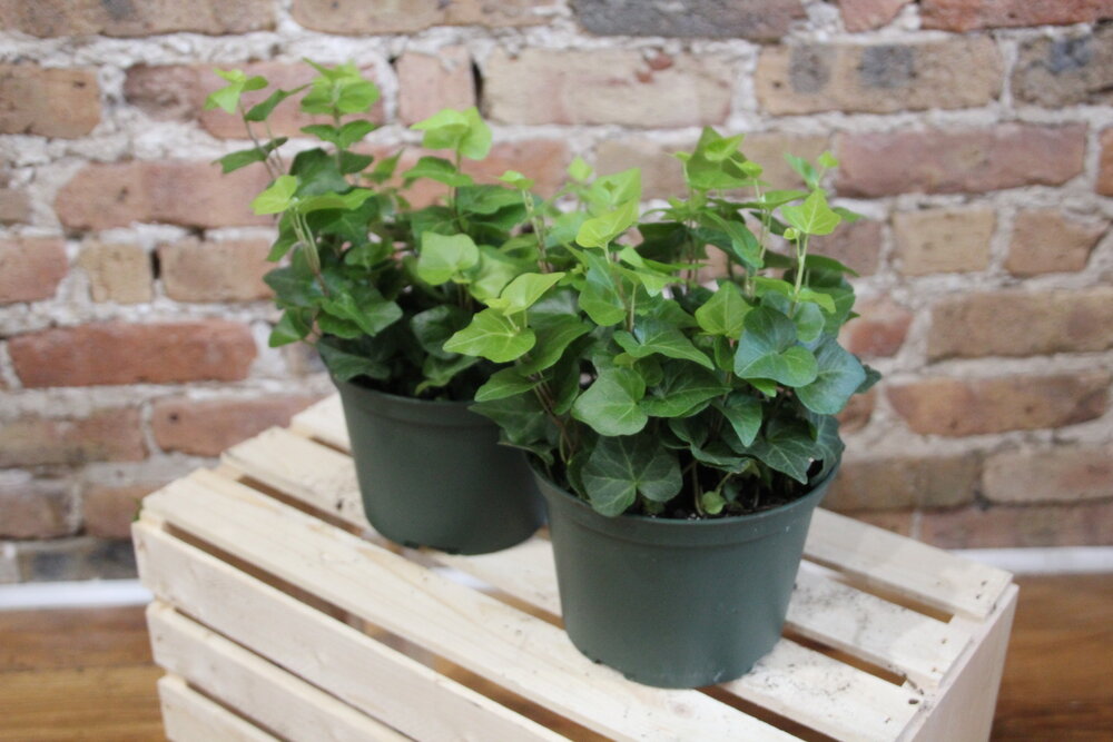 English Hedera Ivy