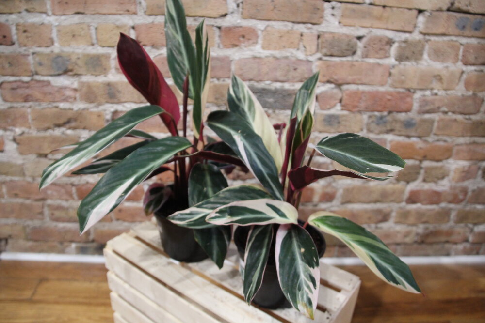 Stromanthe Triostar