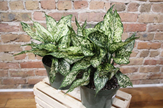 Aglaonema Winter Snow