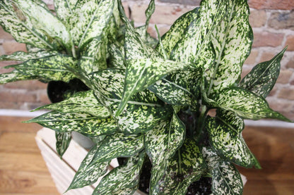 Aglaonema Winter Snow
