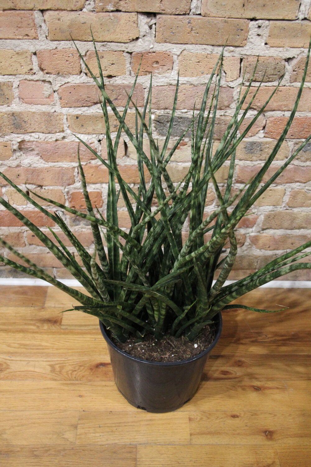 Sansevieria Fernwood