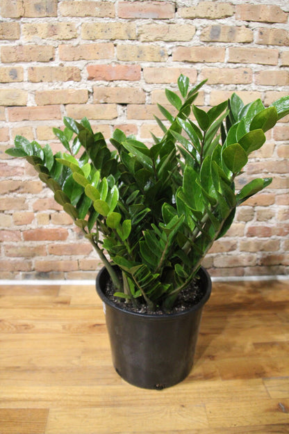 ZZ Plant