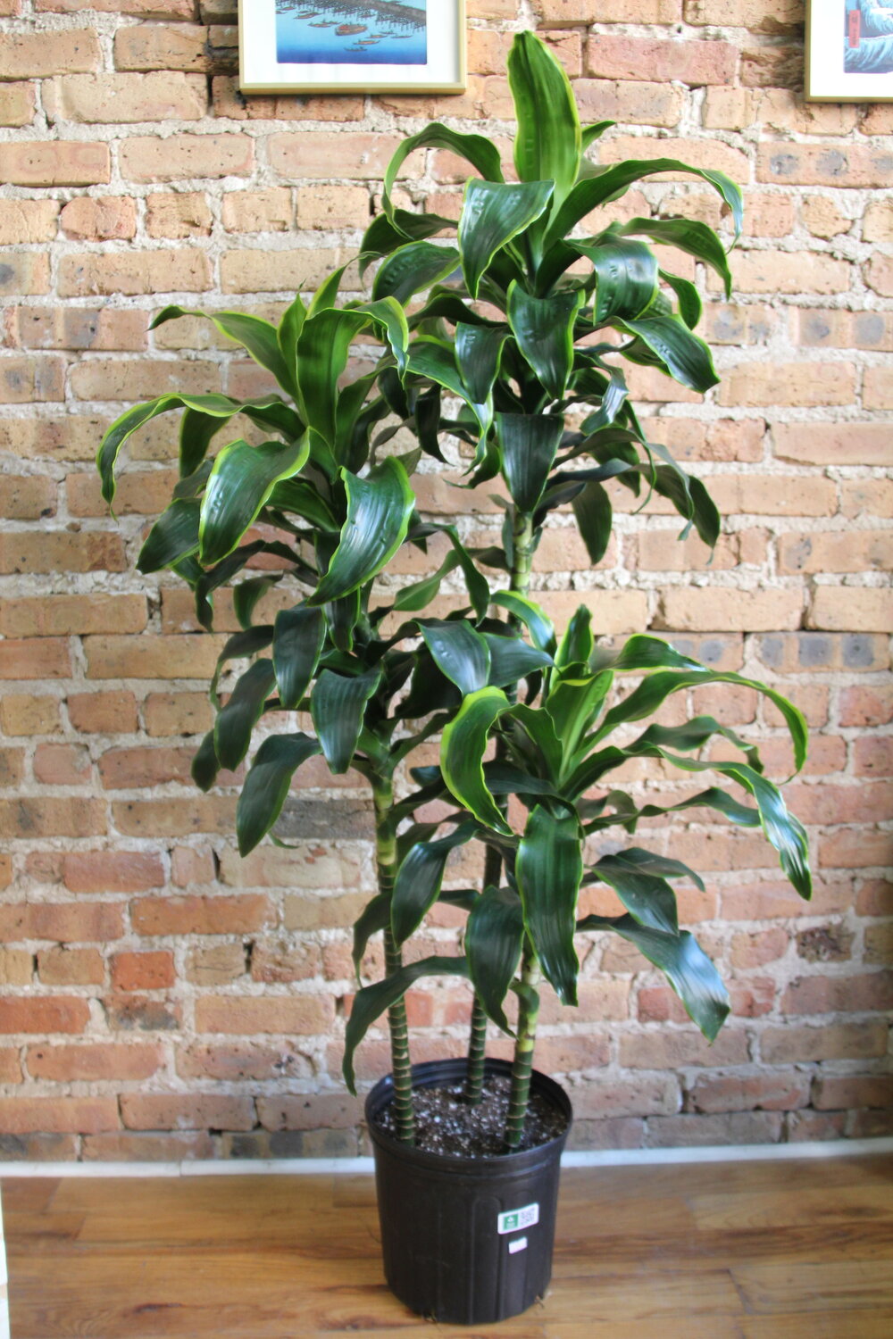 vigoro dracaena dorado Dracaena Dorado