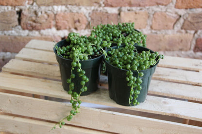 Senecio Rowleyanus 'String of Pearls'