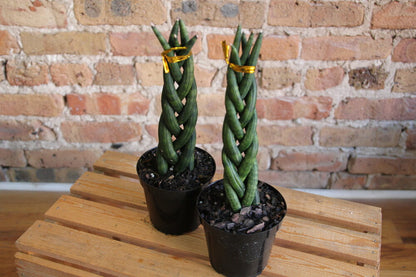 sansevieria cylindrica intrecciata Sansevieria Cylindrica – Chicago Plants