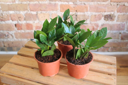 ZZ Plant