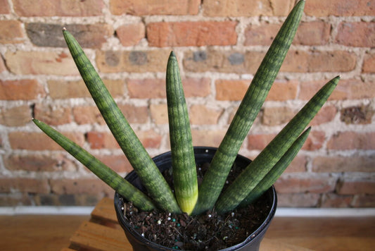 Sansevieria Starfish