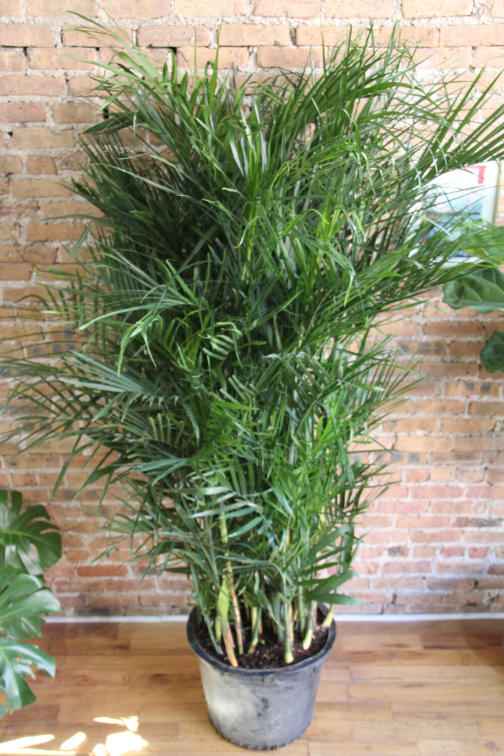 Chamaedorea 'Bamboo Palm'