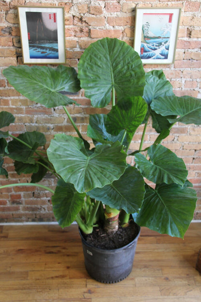 Alocasia Calidora 'Elephant Ear'