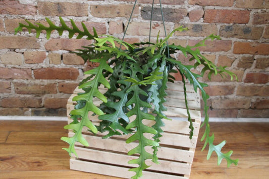 Ric Rac Cactus