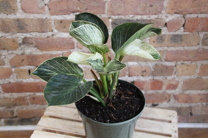 Philodendron Birkin