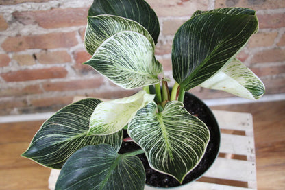 Philodendron Birkin