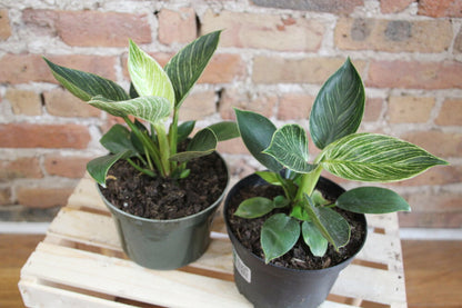 Philodendron Birkin
