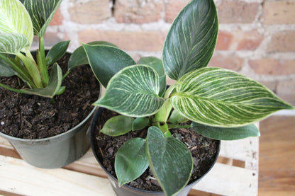 Philodendron Birkin